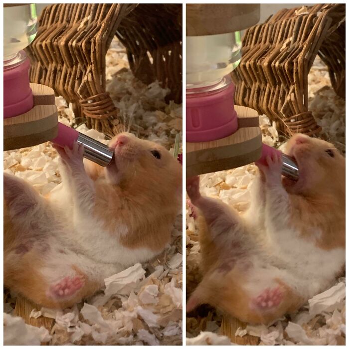 Dear Diary, It’s Day 64 Of Testing If The Water Bottle Can Be Pouched. It Didn’t Happen Today