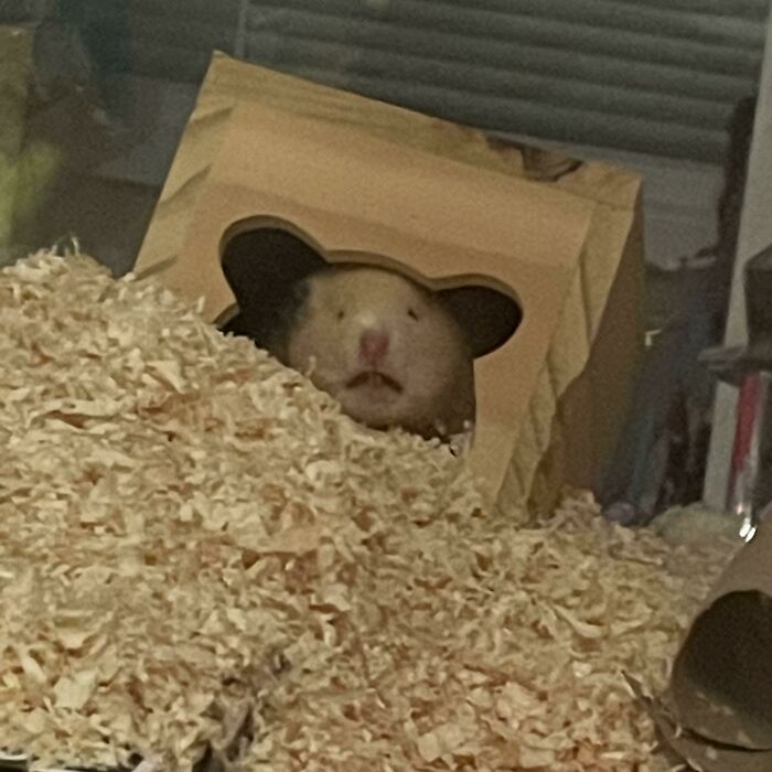 Hamster peeking out of a cardboard box, surrounded by wood shavings, showcasing animals being their hilarious selves.