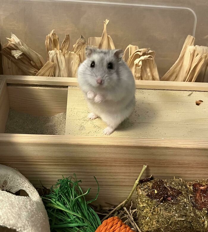 Comment Your Pics Of Meerkat Hammies I Need The Serotonin Boost