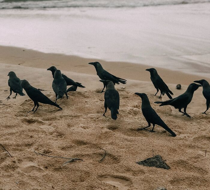 Multiple crows in the beach 
