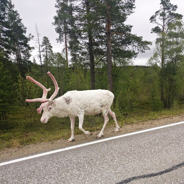 This Albino Reindeer I Saw While Traveling In Finnish Lapland