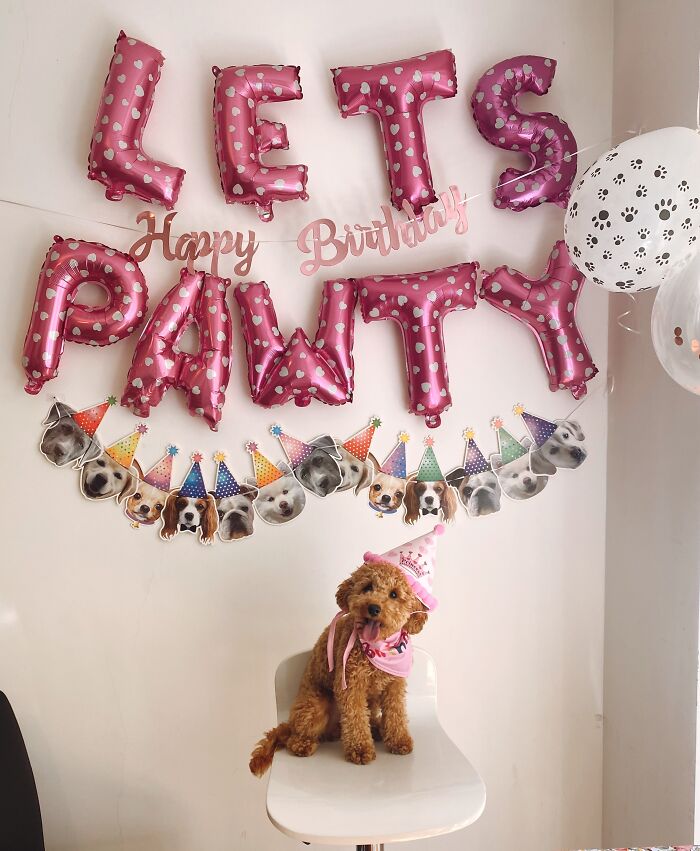 A dog wearing a birthday cone hat 