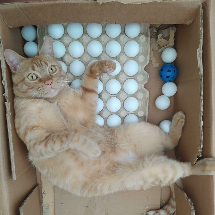 It Is A Pleasure To Report That He Is Still Taking Care Of His Ping Pong Eggs