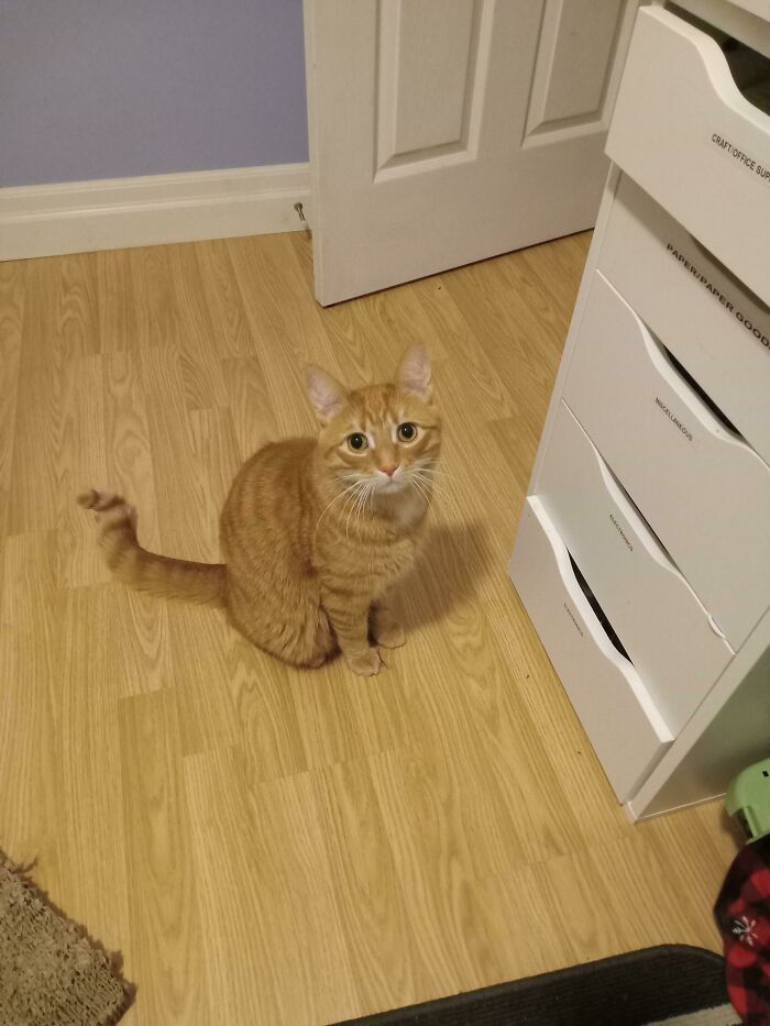 This Is Noodle. He Thinks His Void Brother's Antibiotic Eye Drops Are A Special Treat, So Now I Have To Give Him His Own Pretend Eye Drops 2 Times A Day