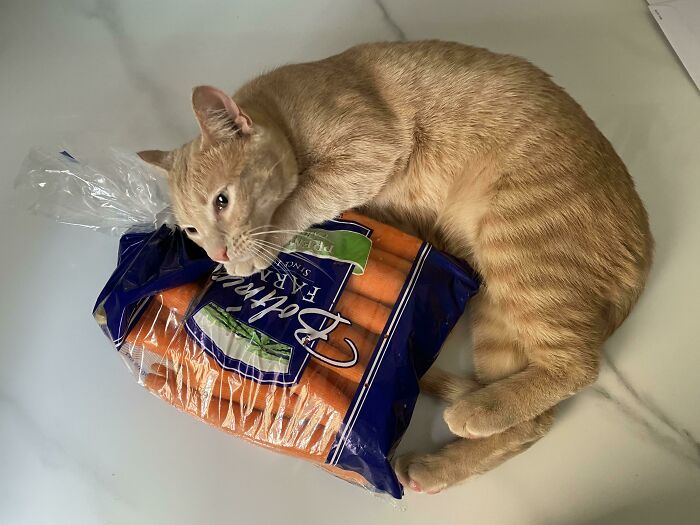 10 Months Old And Still Needs His Emotional Support Carrots