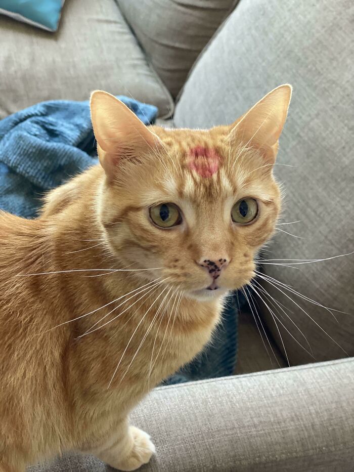 Kissed Him Goodbye And Forgot I Was Wearing Lipstick. Looks Like Neither Of Us Have The Braincell