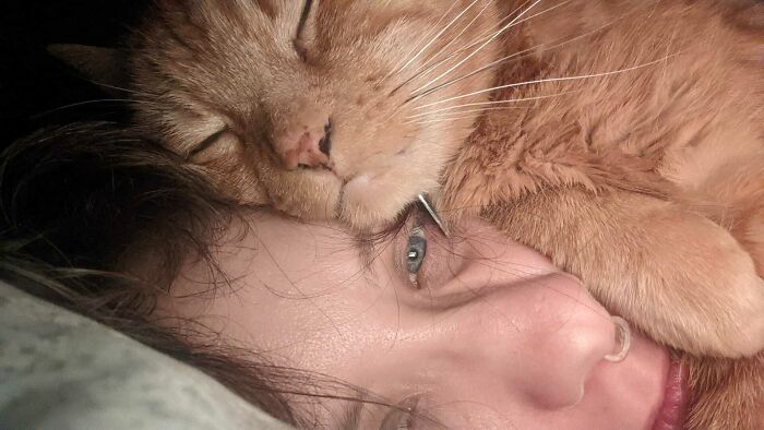 Awoken At Five Am By Purring For No Reason