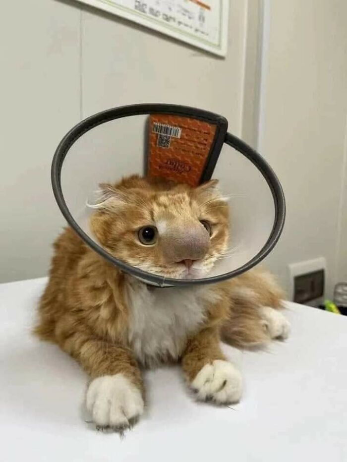 Trying To Eat A Bee Gets You The Cone Of Shame And A Swollen Schnoz