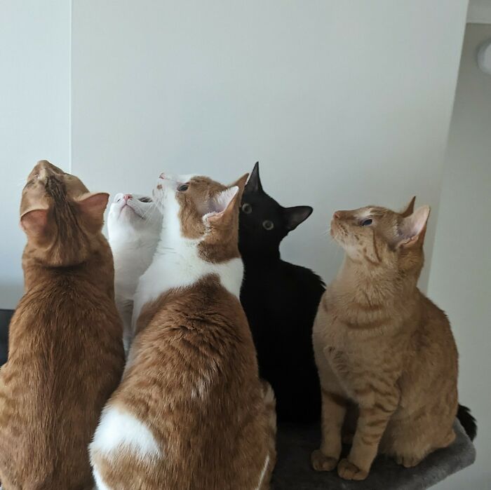 Krobus Wonders What She Did To Deserve So Many Orange Siblings