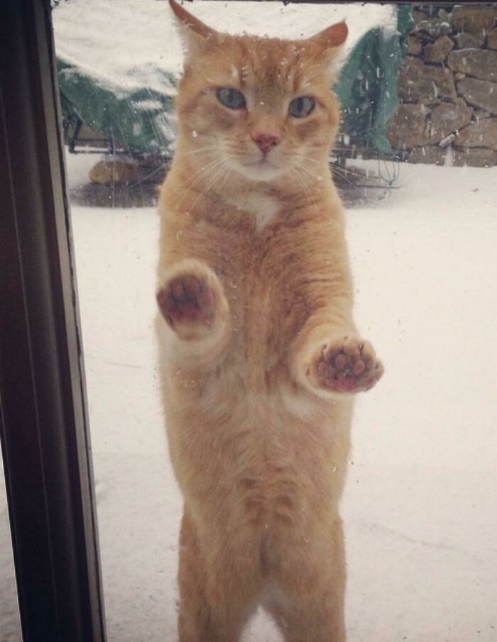 After Crying To Be Allowed Outside For Hours, Melon Learned Snow Is, In Fact, Cold And Wet