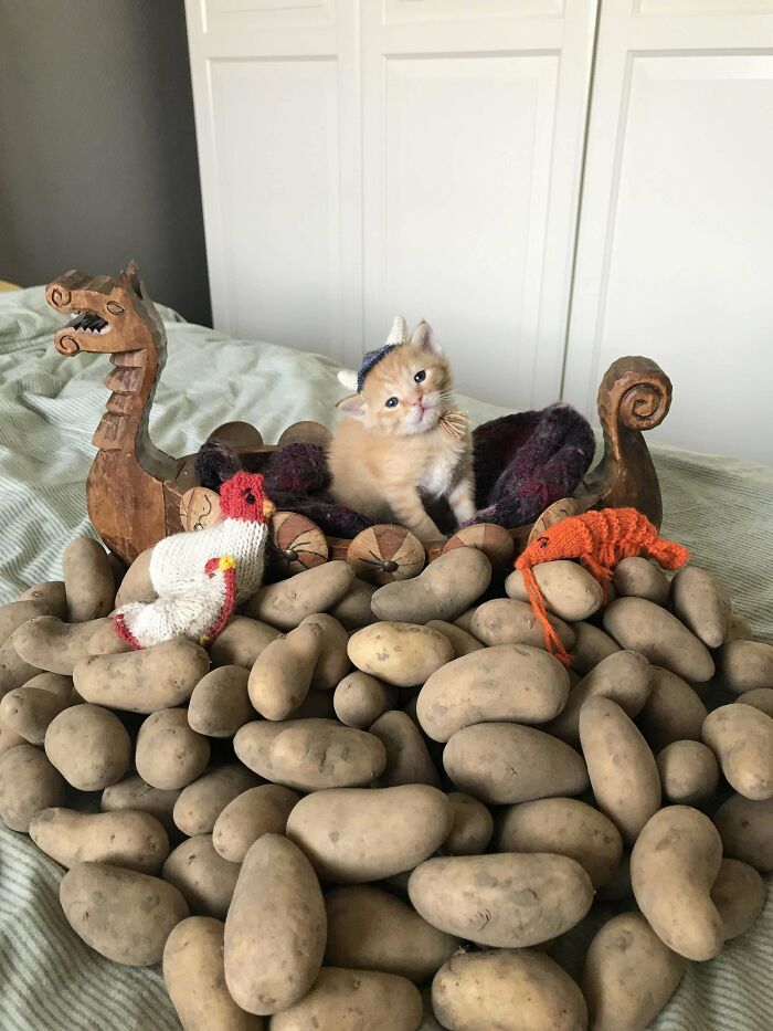 Little Red Pillaged Potatoes For His Growing Crew!