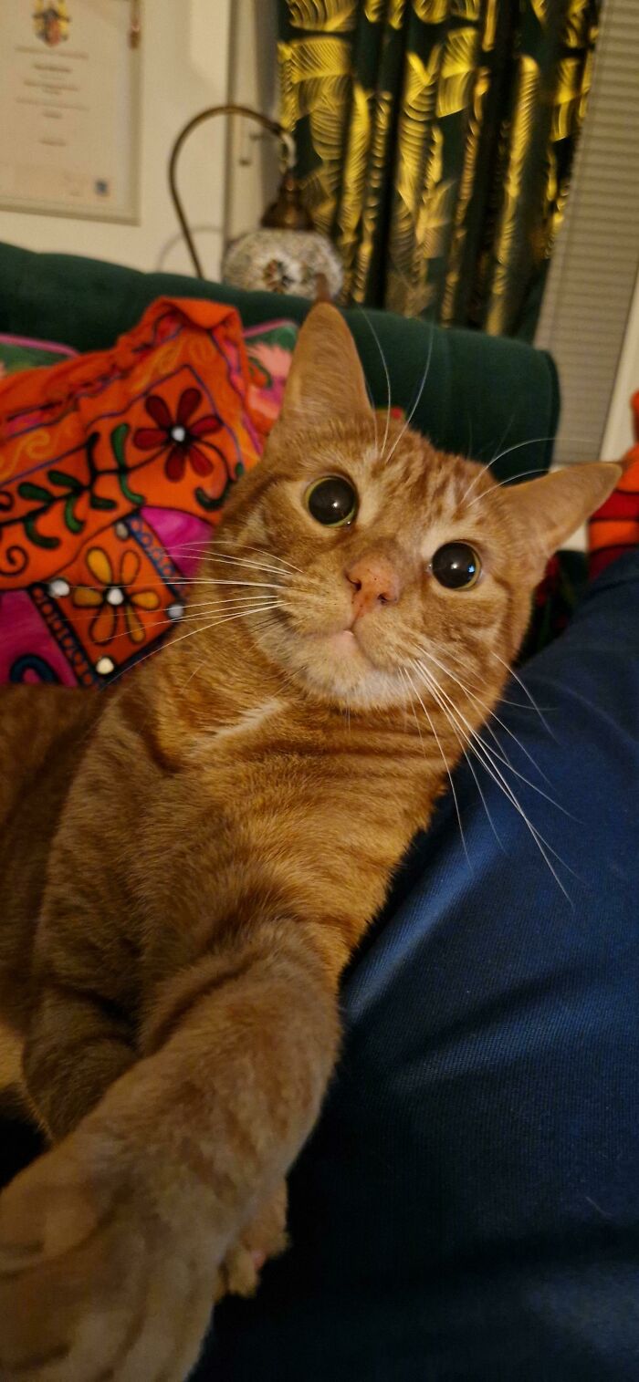 Still No Braincell For Ron But He's Still Smiling