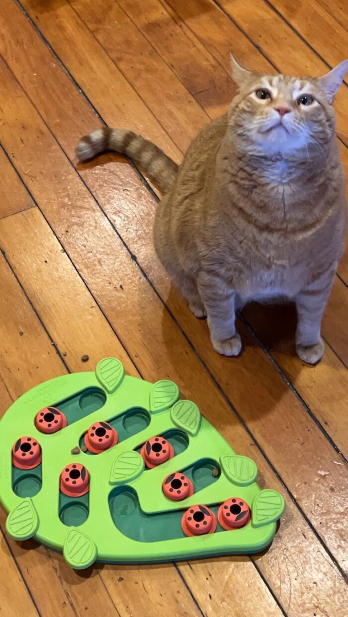 He Was Very Proud He Solved The Puzzle