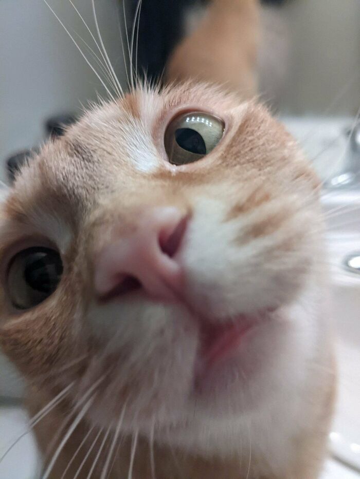 I Only Just Discovered This Sub And Y'all Need To Know About My Cat Who Is Pure Vacant-Brained Chaos