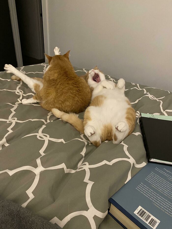 Unsurprisingly These Men Do Not Have The Braincell