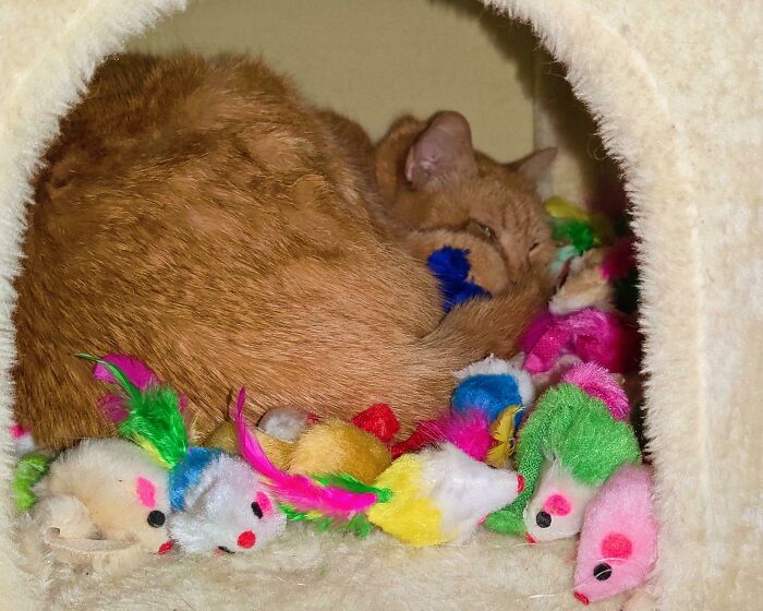 Our Braincell Absolutely Loves These Little Mice Toys So I Got A Whole Box For Her Birthday (11) Last Week. I Dumped Them In A House On Her Tree She Never Uses & Found Her Like This Last Night