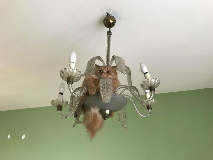 My Orange Got Scared Of Movers And Decided This Was The Place To Hide