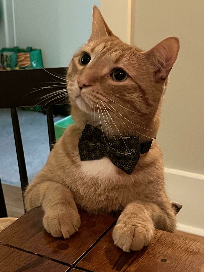 Tyler Waiting Patiently For The Brain Cell