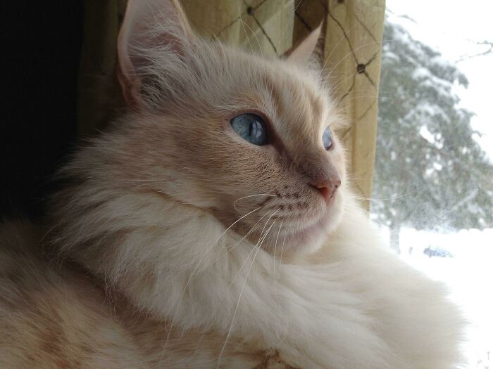 Caesar Got By On Looks And Charm Alone. I Don’t Think He Ever Got The Brain Cell In All 15 Years Of His Life