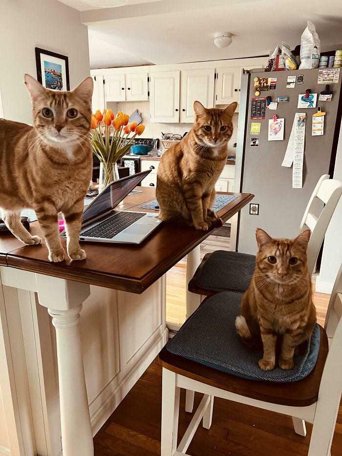 We Demand Food Father