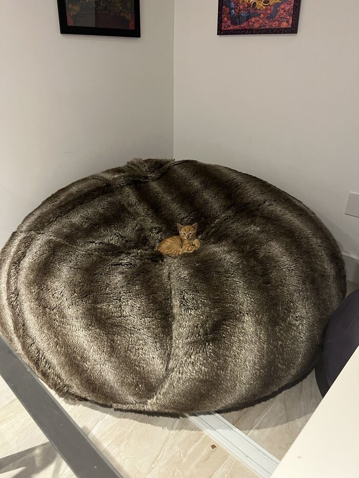 A Visualization Of The One Orange Brain Cell Floating Around My Cat’s Head