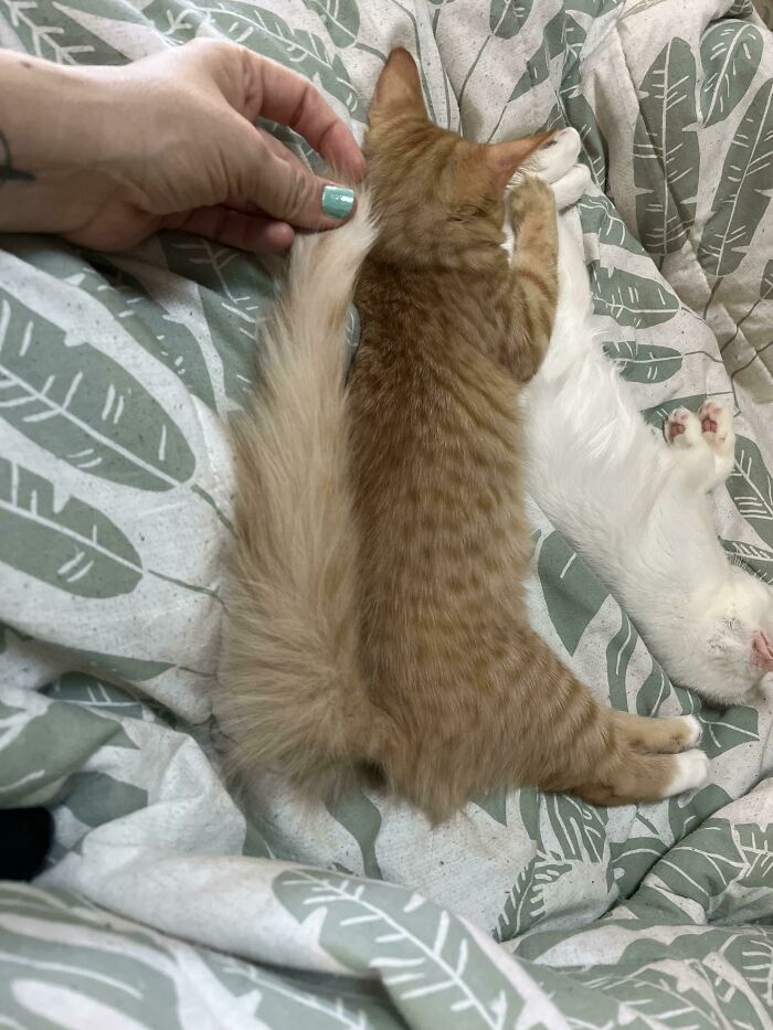 Kitten 🐱 Or Squirrel 🐿