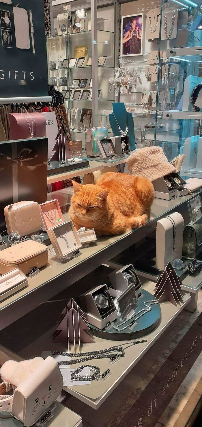 He's Rossini And Everybody Love Him. He Sleeps In The Stores Of The City Where I Live (Rovigo, Italy) And Everybody Respect And Welcome Him. Someone Regularly Feed Him And Take Cares Of Him But He Don't Have An Owner