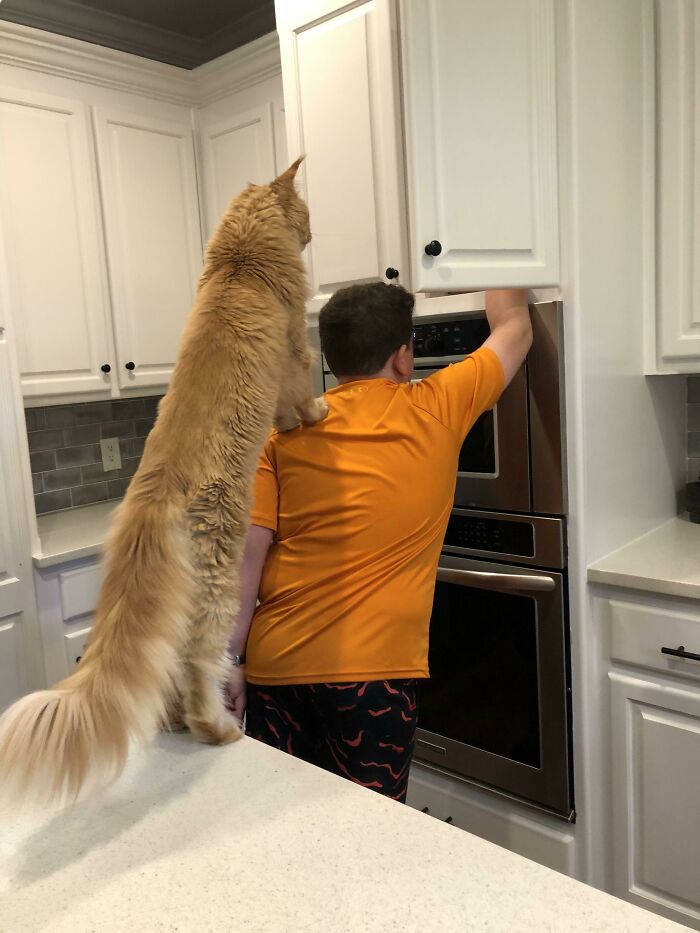 Who Else Has Child Locks On Cabinets Because “The Cat”