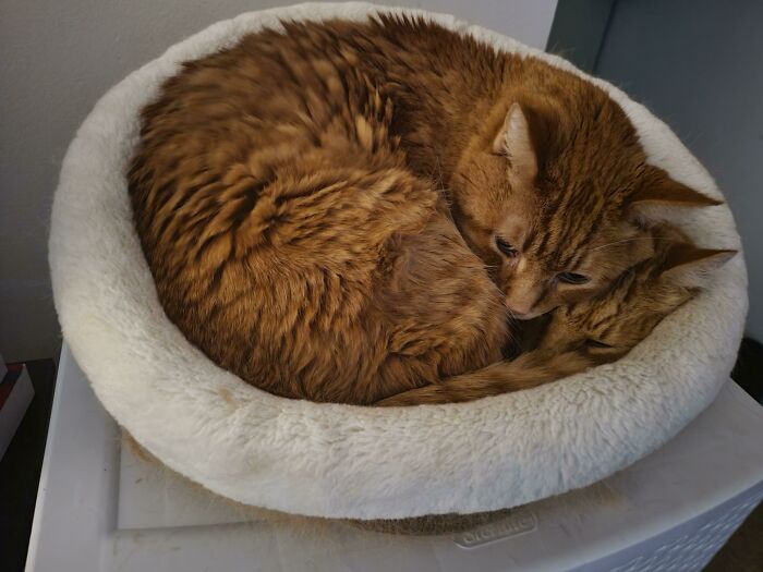 You Can Almost See Damon Under Leo