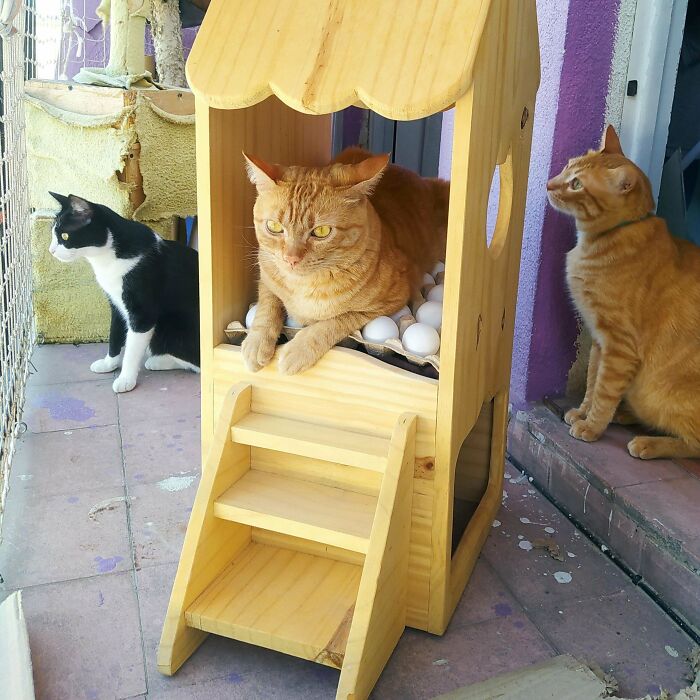 Birdwatching With The "Eggs"