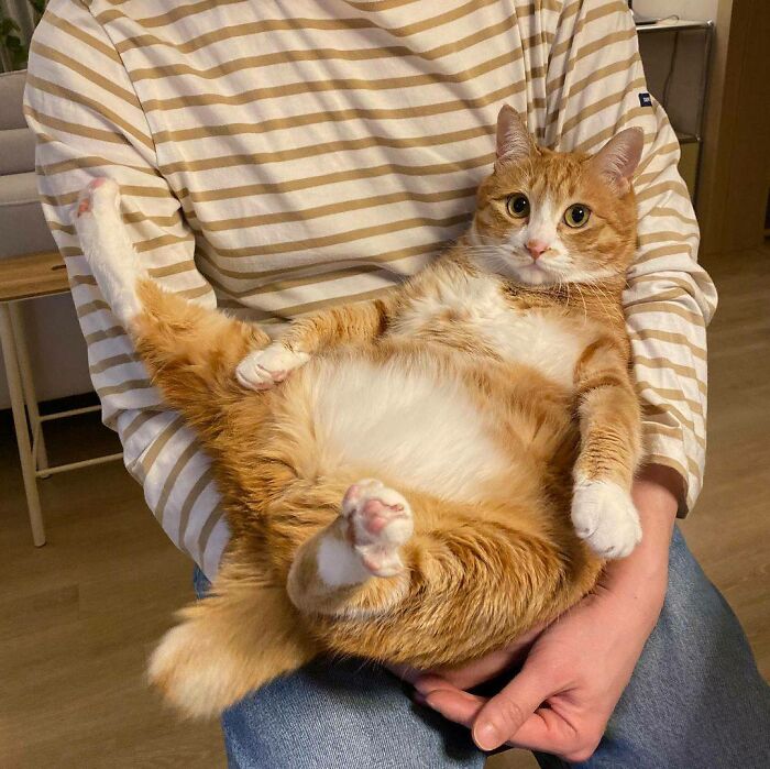 One Of 4 Red-Haired Kittens. She's Not Chonk. She's +size 😹