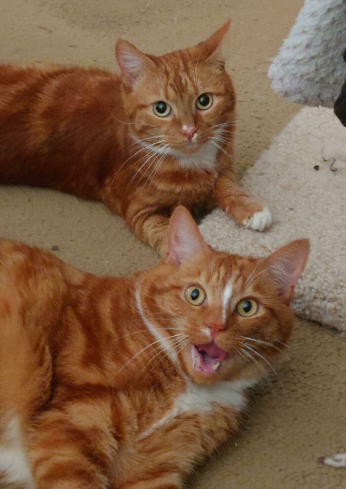 Guess Which One Has The Brain Cell