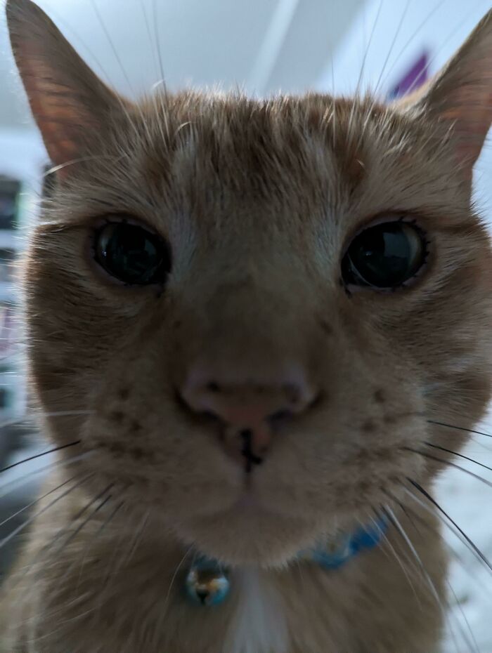 Weenie Would Like To Smoosh His Face Into Yours