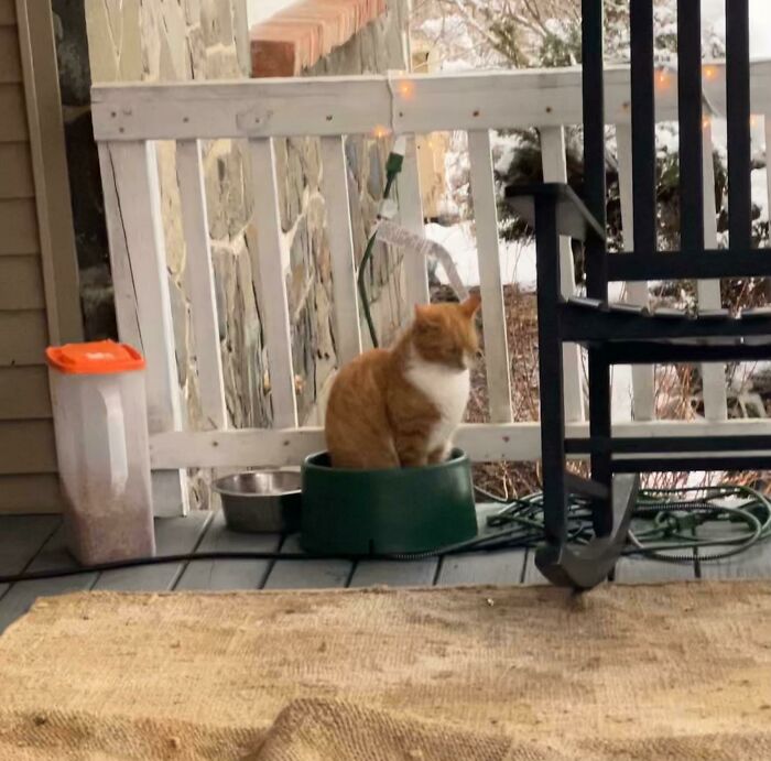 That’s A Heated Water Bowl, Buddy, Not A Hot Tub. The Water Is Barely Above Freezing