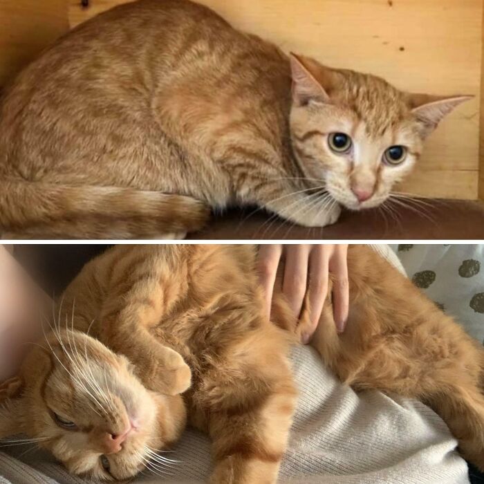 Adoption Picture vs. Now. Connection To The Braincell Didn‘T Improve Since Adoption But I Like To Think She‘S Happier. Meet Sadira!