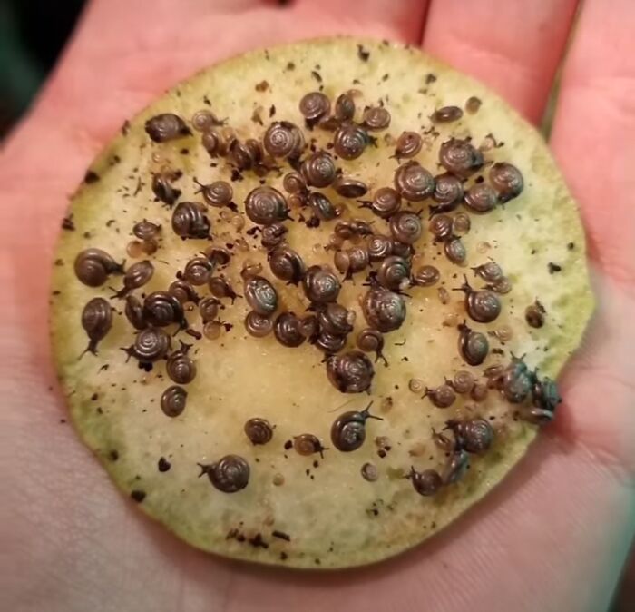 La galleta prohibida con chispas de chocolate 