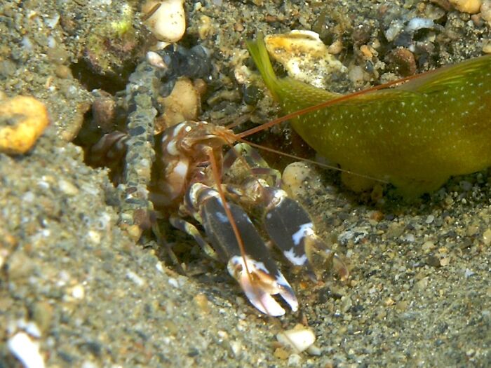 Pistol Shrimp in a sand mountain 