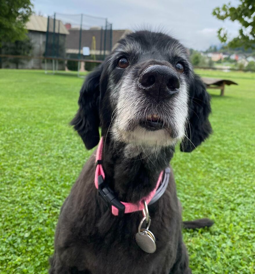 Mi perro mayor llamado Anka. Tiene 16 años