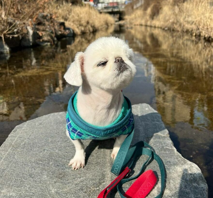 a whiter dog in a turquoise sweater staying on a stone near the water