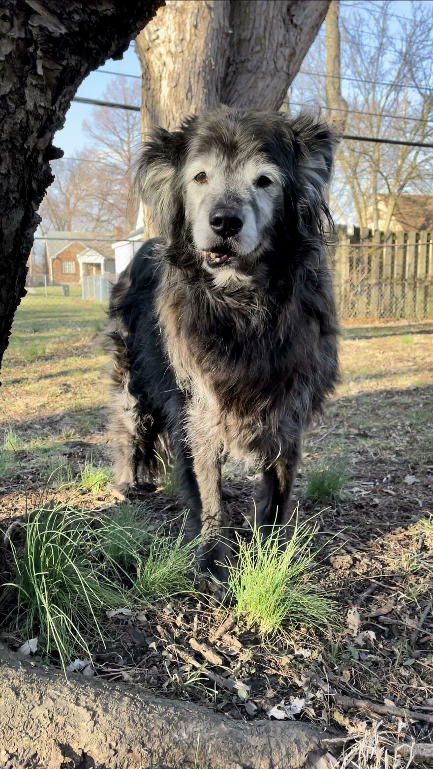 close-up of an old dog in the yard