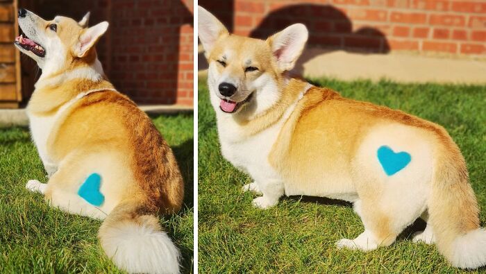 Brown dog with blue heart