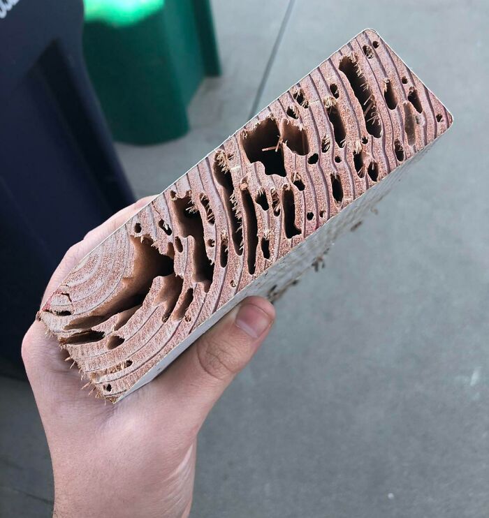 Cross-Section Of Some Severe Termite Damage