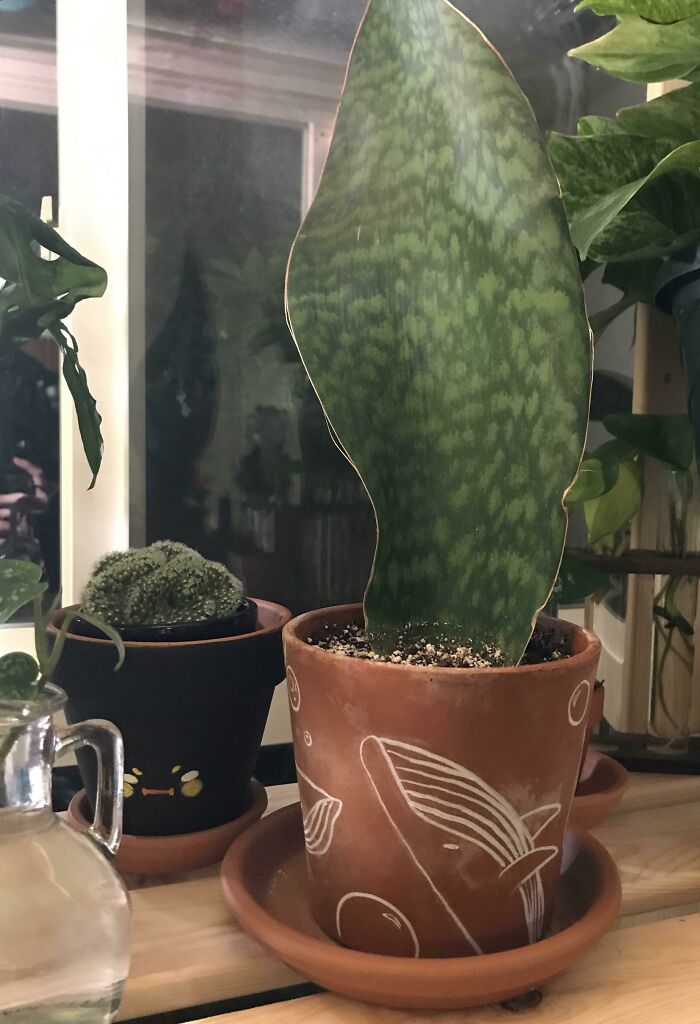 Whale Pot For The Whale Fin 🐋