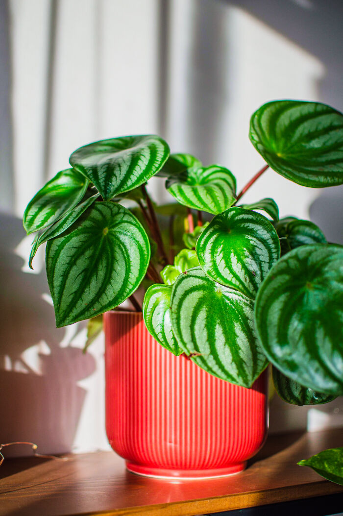 Had A Watermelon-Colored Pot For My Watermelon Peporomia