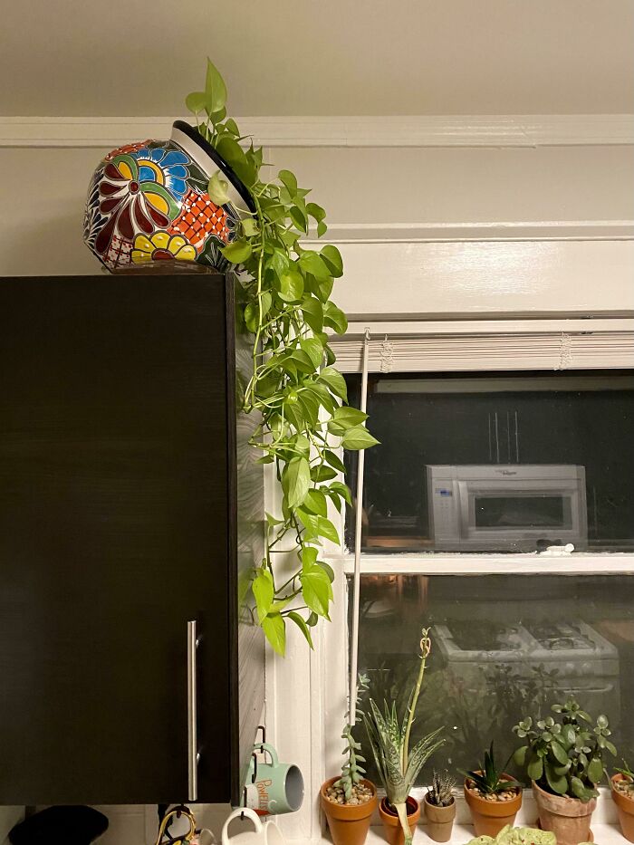 A Planter Pot Pouring Out Pothos