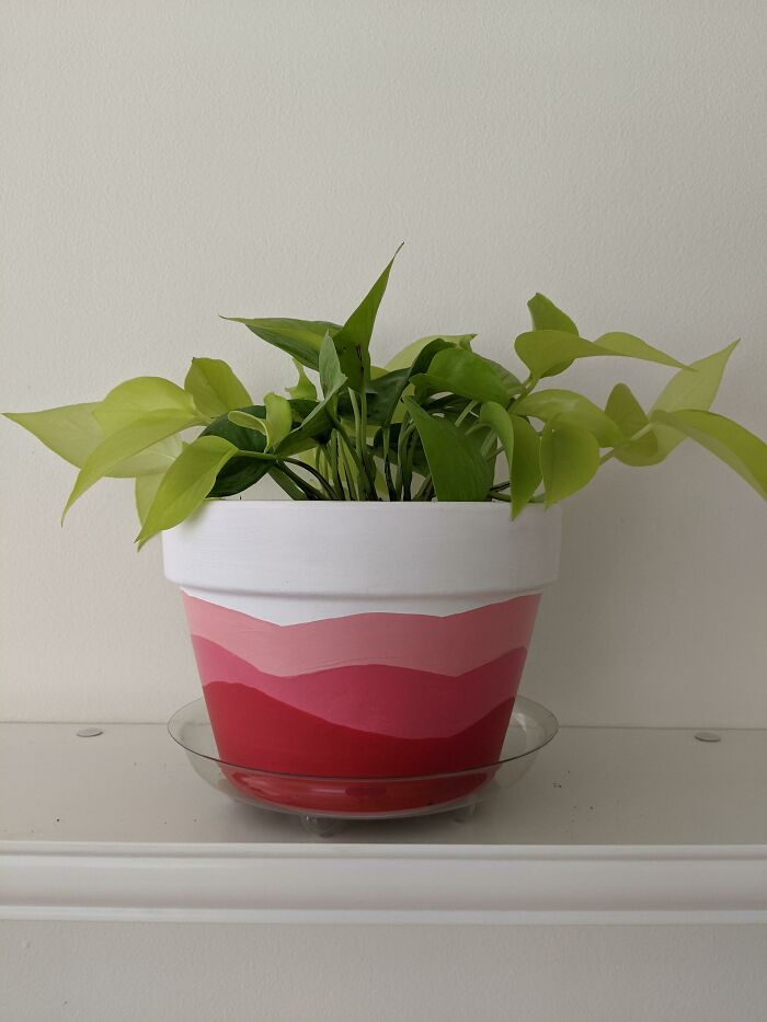 I Humbly Submit My Youthful Neon Pothos In Her Newly Painted Home