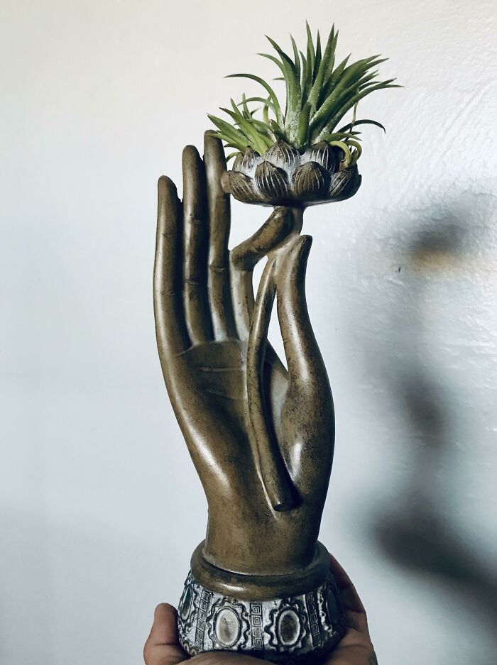 My Favorite Tillandsia Holder