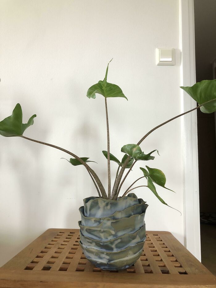 Saw This Pot Which Was Labelled "Failed Pottery Project" By Some Ceramist At A Second-Hand Store And Had To Immediately Buy It. Honestly I Think It’s Perfect The Way It Is And If By Any Chance That Ceramist Sees This Post. Know That Your Failure Is My Perfection. Your Art Matters!