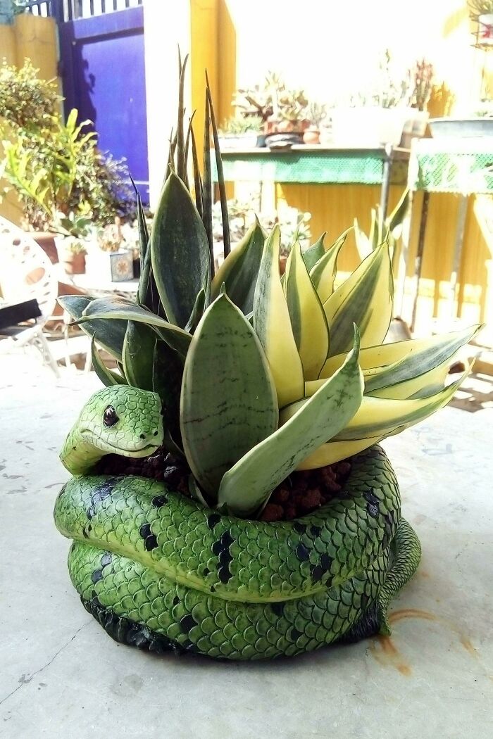 Snake Pot, Snake Plants!