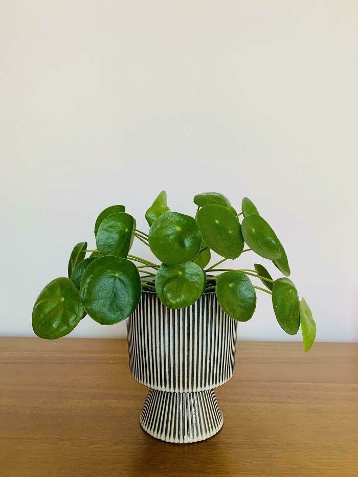 My Pilea Friend In His New Pants